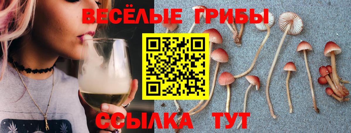 Галлюциногенные грибы Psilocybe Южноуральск